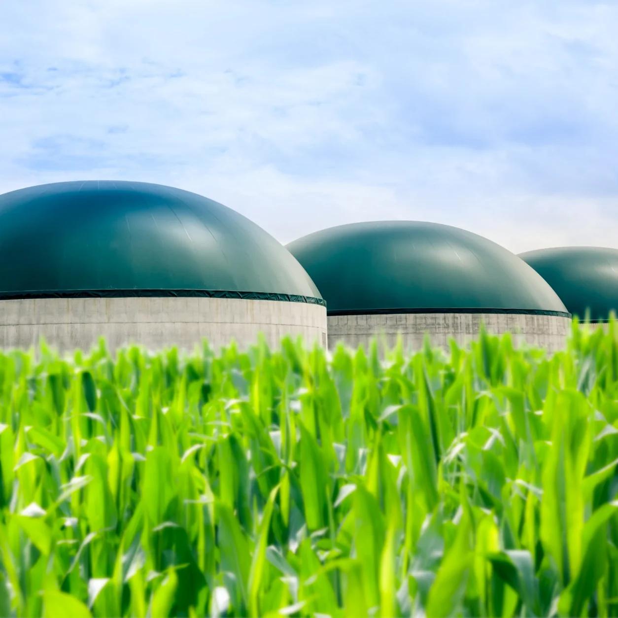 Môi trường & Nông nghiệp - bể biogas mái vòm xanh cạnh ruộng ngô